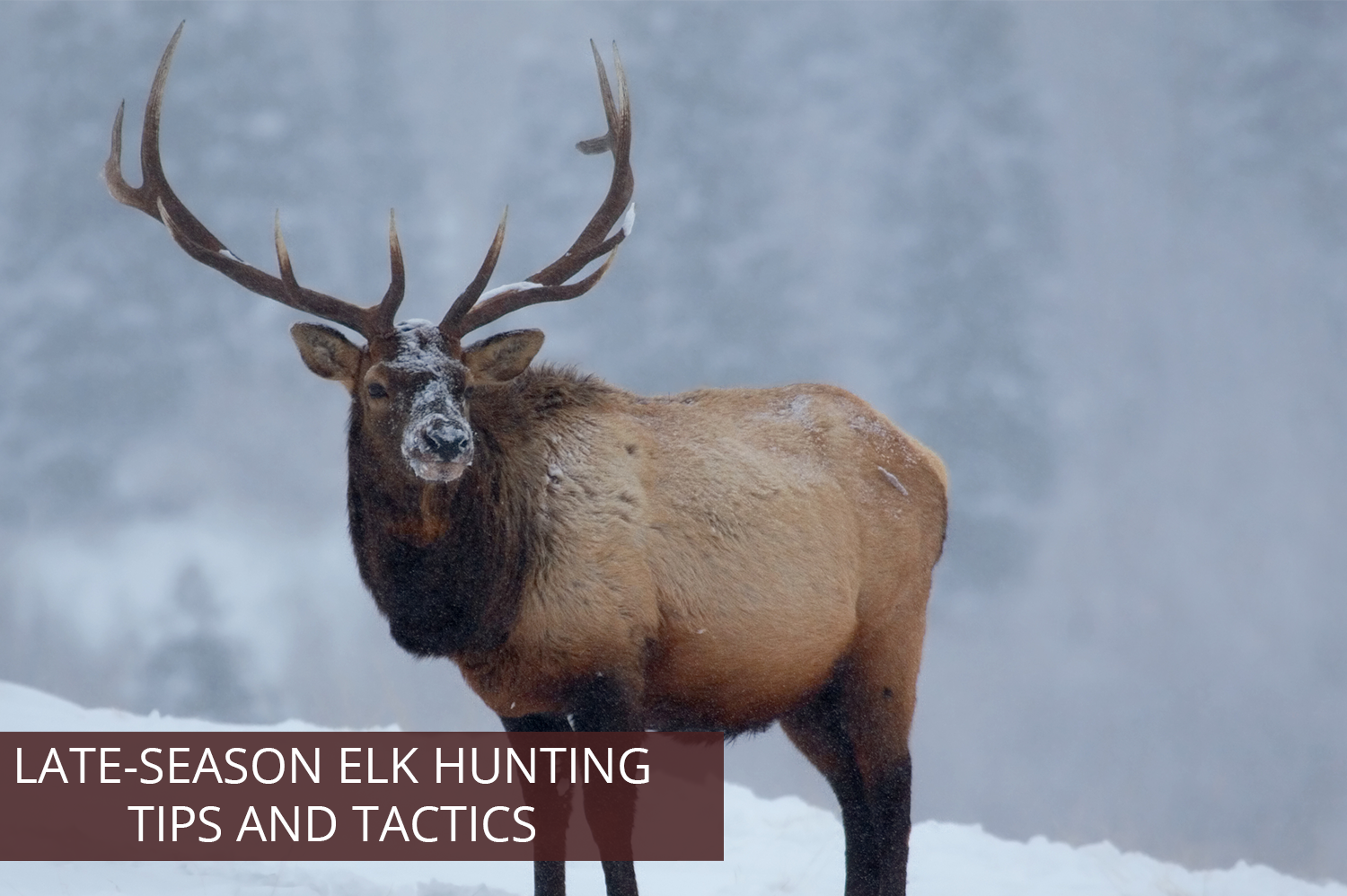 7Mm 08 The Ultimate Caliber For Elk Hunting Tips And Tricks For A