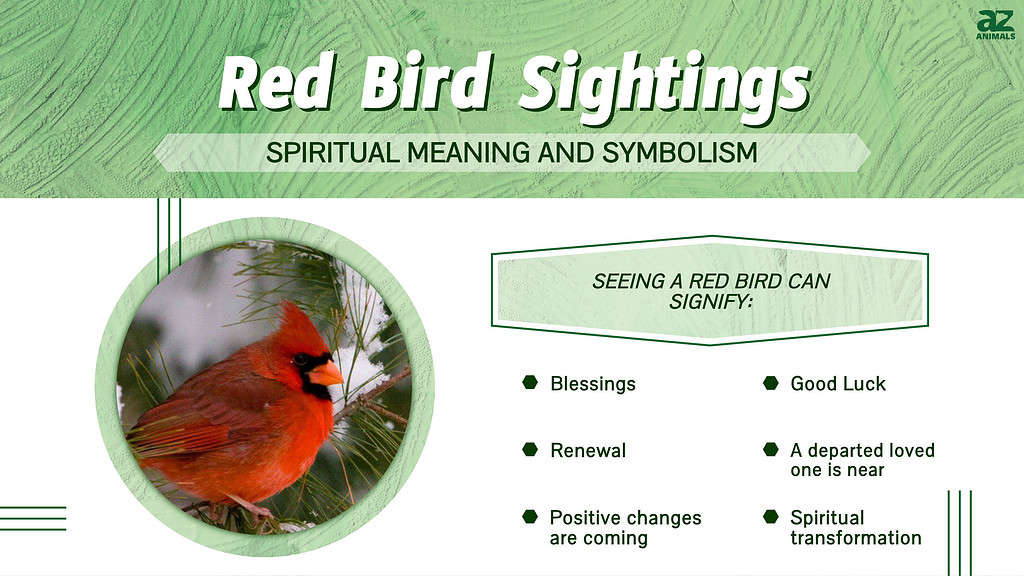 Bird Symbolism Spiritual Signs Meanings