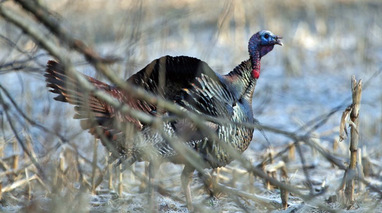 Field Test Long Beard Xr 20 Gauge Shotshells An Official Journal Of The Nra