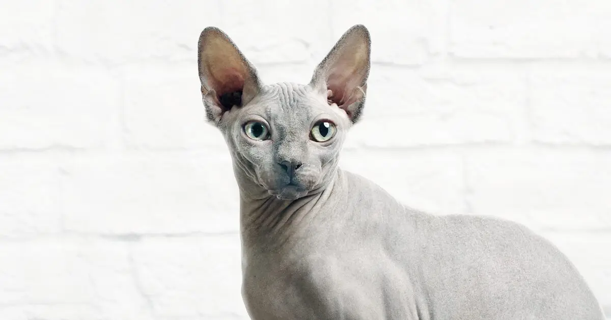 Learn About The Sphynx Cat Breed From A Trusted Veterinarian