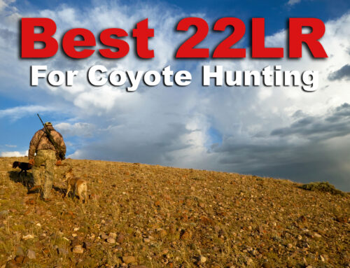 Most Powerful 22 Mag Ammo Best Bets For Self Defense Hunting