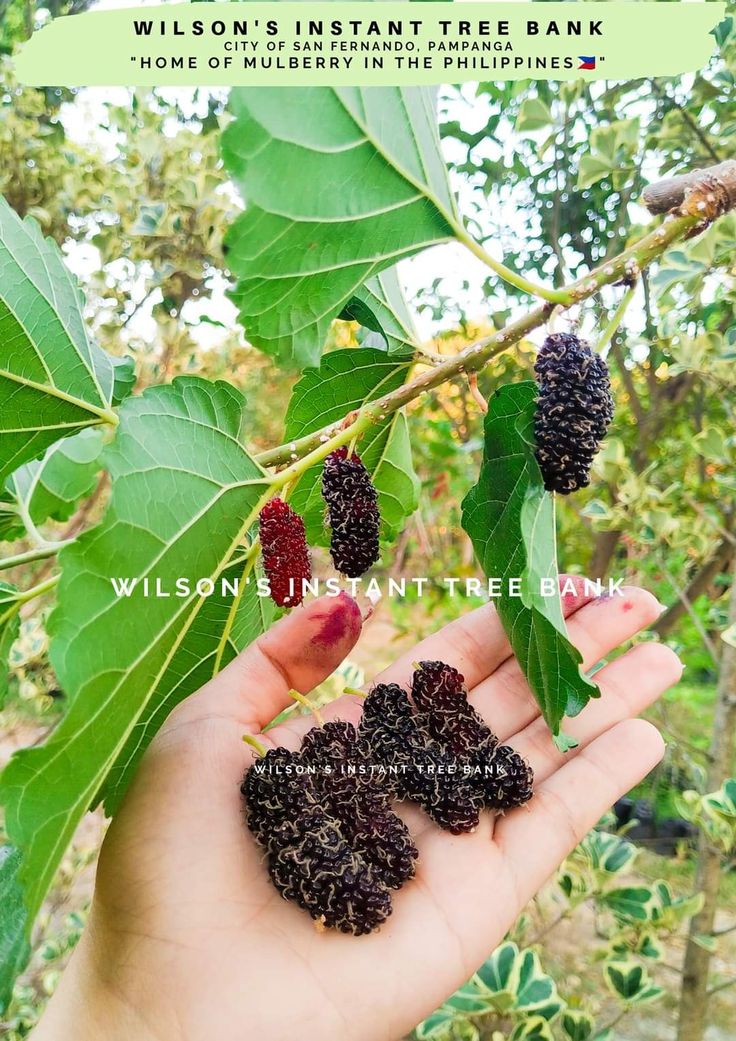 Mulberry Fruit Harvest Farm Pampanga Mcarthur San Fernando All Year Round Secrets Revealed