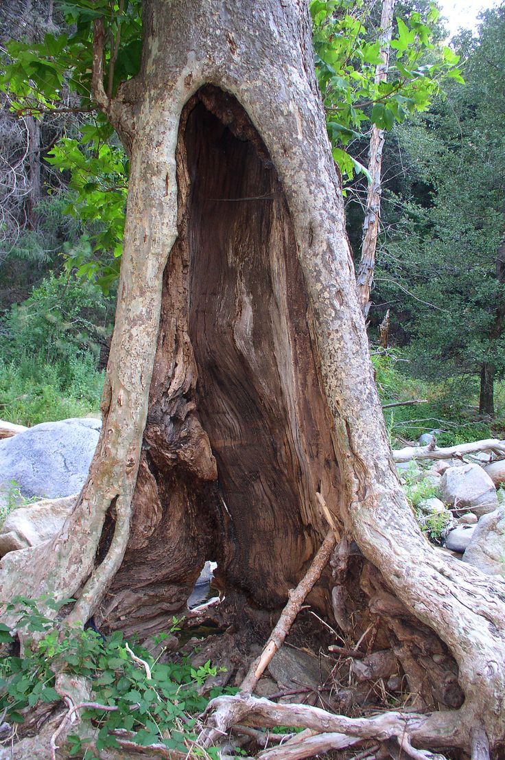 Pin By Daniel Zillhardt On Halloween Hollow Tree Tree Sketches