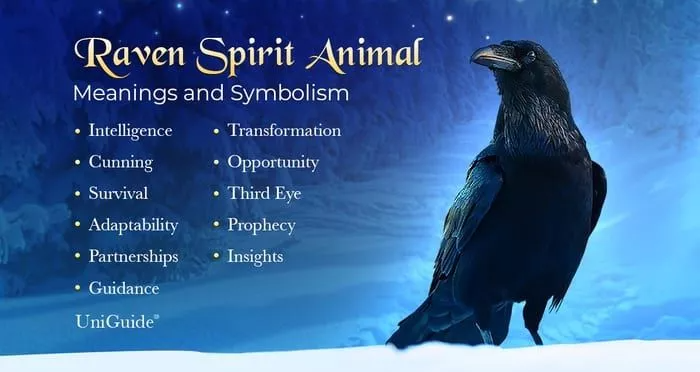 Raven Symbolism Meaning The Raven Spirit Animal Uniguide