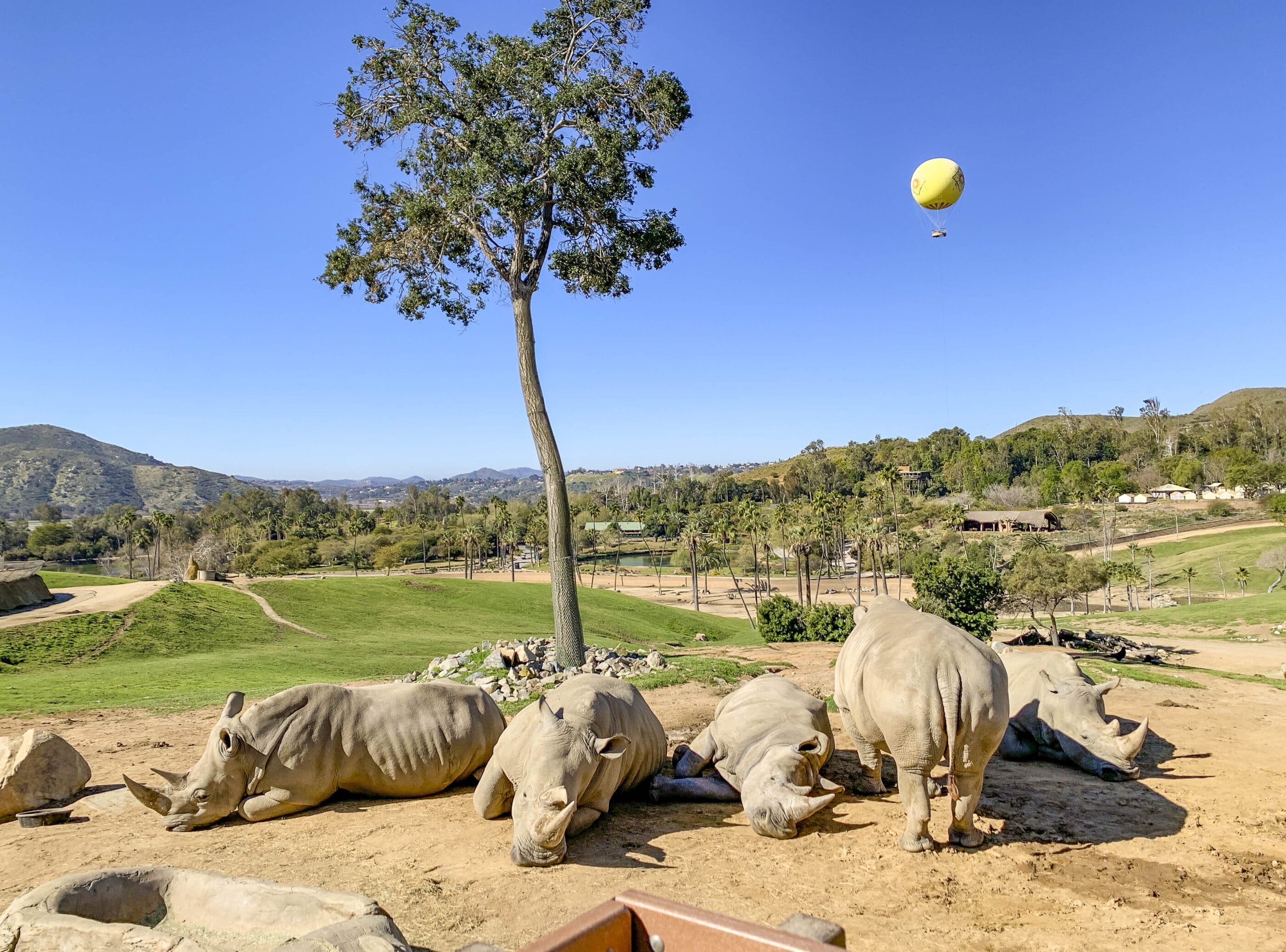 San Diego Zoo Ebt Discount 2024 Terry Georgina