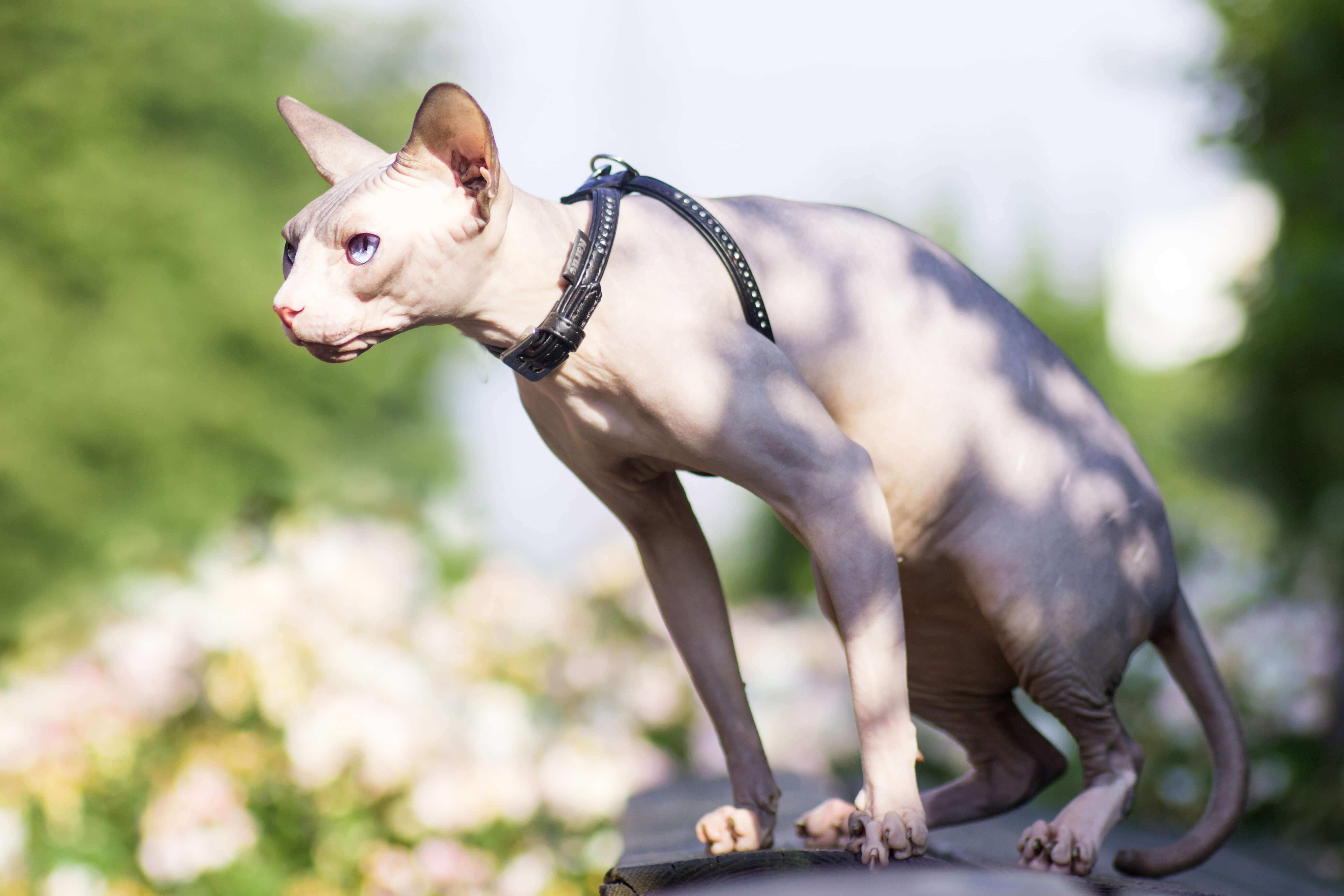 The Ultimate Sphynx Cat Care Guide Missymomo