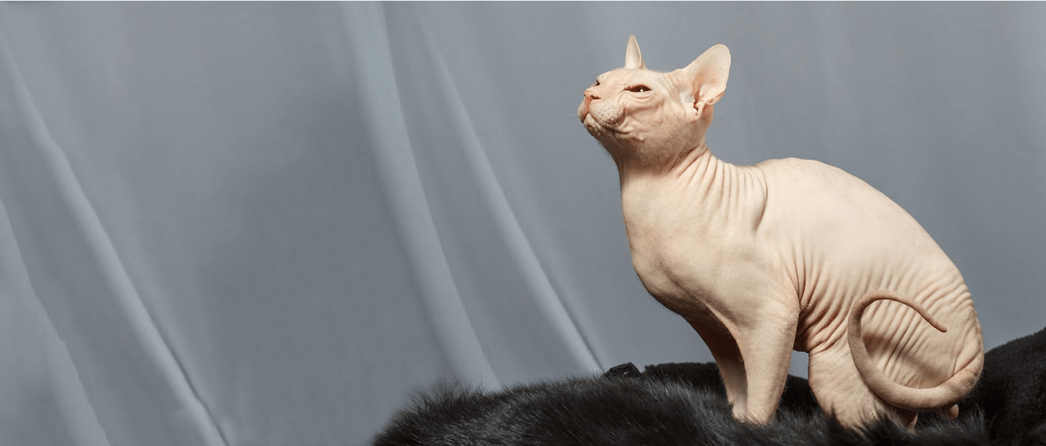 Ultimate Guide To Sphynx Cat Care Everything You Need To Know Purebred Kitties